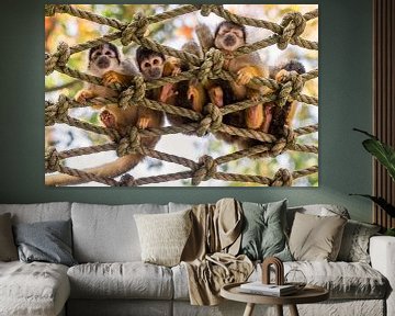 Group of Bolivian squirrel monkeys on ropes