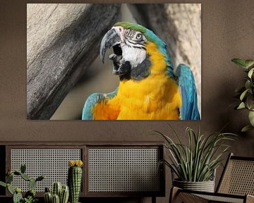 blue-yellow macaw (Ara ararauna) by Edwin Butter