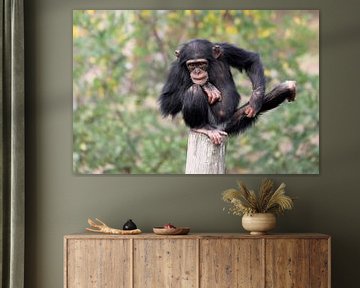 Chimpansee (Pan troglodytes) van Edwin Butter