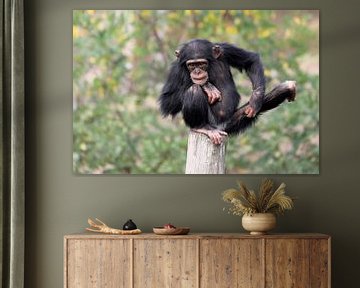 Chimpansee (Pan troglodytes)