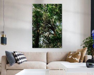 Nevelwoud Monteverde | Botanische reisfotografie | Costa Rica | Wall art print van Alblasfotografie