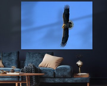 Seeadler auf der Jagd am Himmel über dem Norden von Sjoerd van der Wal Fotografie