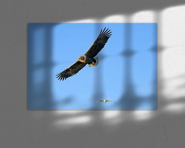 Seeadler auf der Jagd am Himmel über dem Norden von Sjoerd van der Wal