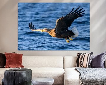 White-tailed eagle or sea eagle hunting in a fjord by Sjoerd van der Wal Photography