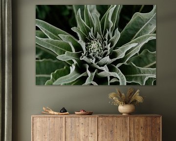 Groene Planten | Posbank Arnhem | Nederland | Botanische fine art prints | Natuur fotografie van Alblasfotografie