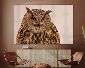 Oehoe, Bubo bubo