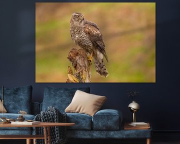 Autour des palombes, Accipiter gentilis. Portrait d'un Autour des palombes sur Gert Hilbink