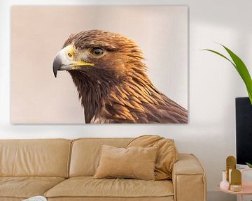 Golden eagle, Aquila chrysaetos. Bird of Prey by Gert Hilbink