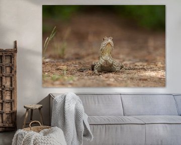 Lézard terrestre australien sur Corrie Post