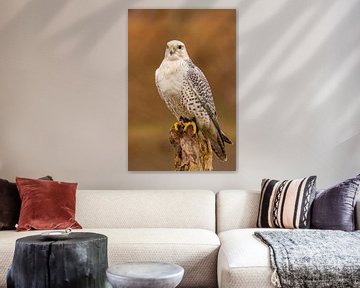 Goldbussard, Falco rusticolus