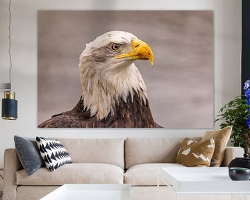 Amerikaanse Zeearend, Haliaeetus leucocephalus, ook wel Bald Eagle van Gert Hilbink