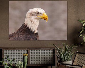 American Bald Eagle, Haliaeetus leucocephalus, aka Bald Eagle by Gert Hilbink