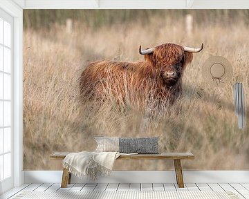 Scottish Highlander by Rando Kromkamp Natuurfotograaf