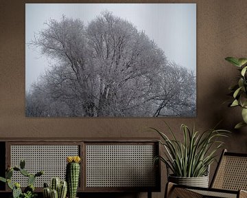 Wilgenbomen en heldere hemel van Richard Pruim