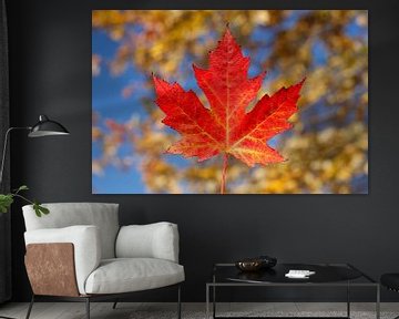 Red maple leaf and blue sky