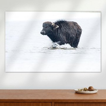 Junger Ochse im Wasser