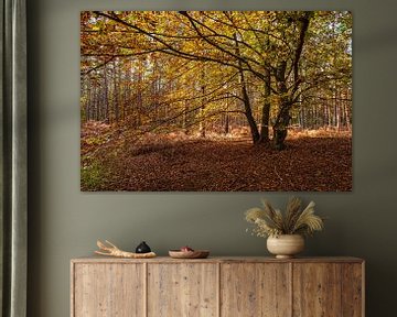 Arbres avec des feuilles aux couleurs automnales sur le Fischland-Darß sur Rico Ködder