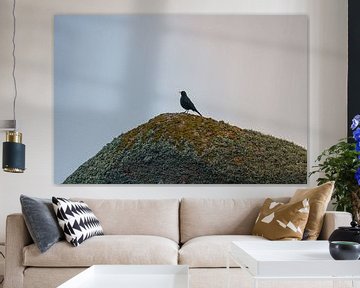 Kleiner Vogel auf einem Felsen von Delano Balten