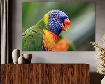 Lorikeet van Ricardo van den Brink