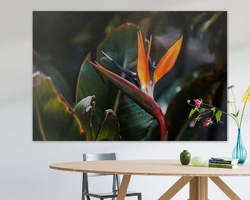 Strelitzia Paradiesvogelblume von Studio Seeker