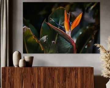 Strelitzia | Bird of paradise bloem van Studio Seeker