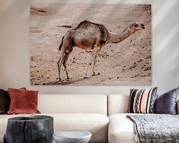 Dromedaris kameel van Studio Seeker