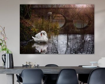 Elegante witte zwaan op een vijver van Chihong