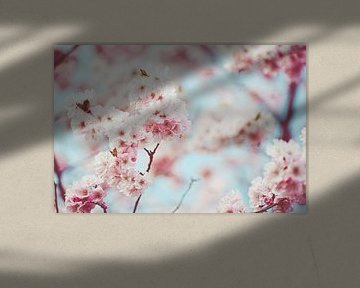 Rosa japanische Kirschblüte mit babyblauem Himmel von Denise Tiggelman