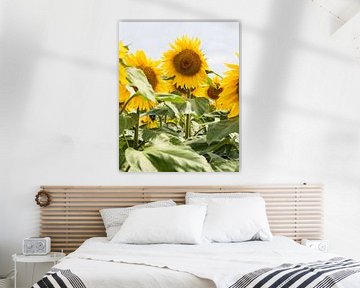Sonnenblume | Sommersonnenblumenfeld