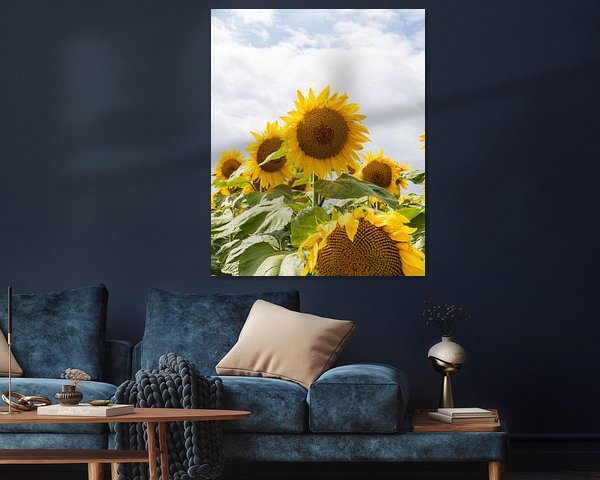 Sonnenblume | Sommersonnenblumenfeld | Frankreich