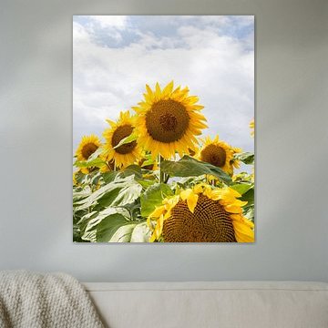 Tournesol | Champ de tournesols d'été | France