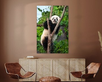 Adorable panda dans un arbre (panda géant) sur Chihong
