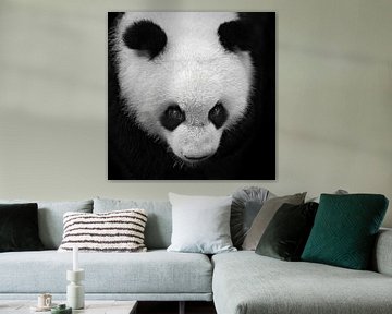 Zwart-wit portret van een panda beer van Chihong