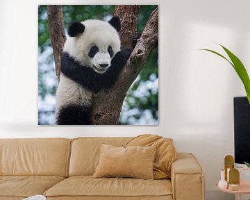 Adorable panda bear in tree ( giant panda ) by Chihong