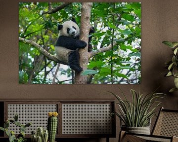 Schattige pandabeer in boom ( giant panda of reuzenpanda ) van Chihong