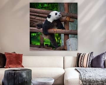 Speelse jonge panda ( pandabeer ) van Chihong