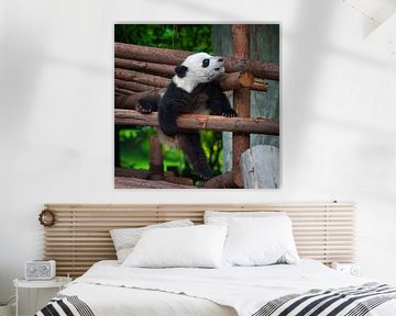 Speelse jonge panda ( pandabeer ) van Chihong