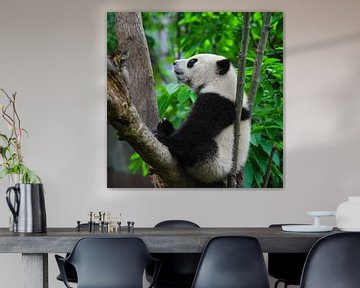 Niedlicher Pandabär im Baum (Riesenpanda) von Chihong