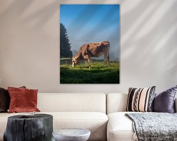 Une belle vache de l'Allgäu III sur calvaine8