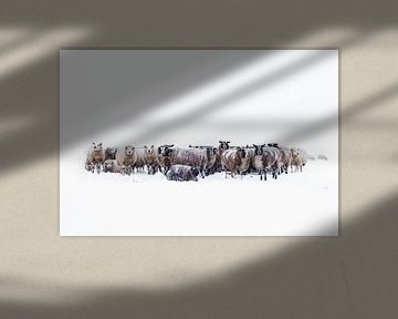 Schafe auf einer schneebedeckten Wiese in einer Winterlandschaft von Sjoerd van der Wal