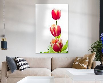 tulpen by sarp demirel
