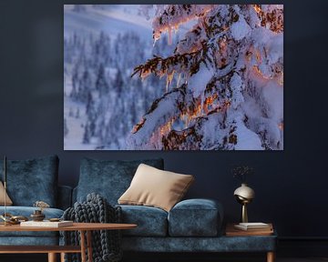 Fijnspar in winterlicht, Noorwegen van Adelheid Smitt