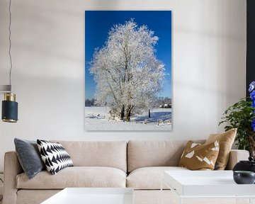 Baum im Wintergefieder, Niederlande von Adelheid Smitt