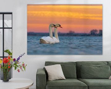 Swans in Zeewolde by Robinotof