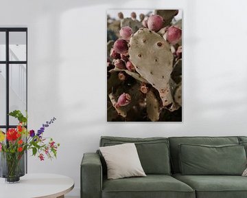 Opuntia cactus van Studio Seeker