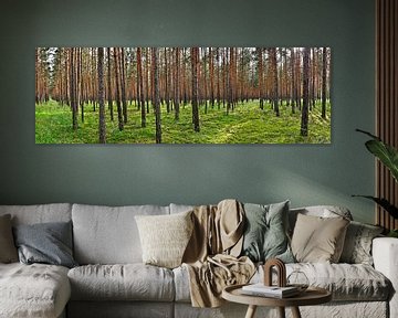 Pine forest panorama