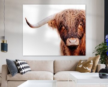 Portret van Schotse Hooglander koe met witte achtergrond van KB Design & Photography (Karen Brouwer)