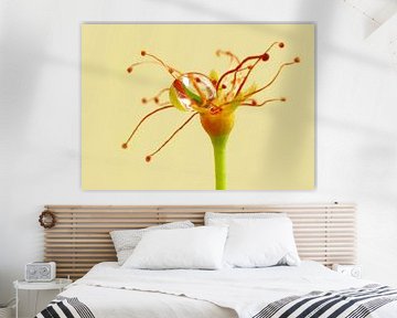 Silly Strings (Stamens with Drip) by Caroline Lichthart