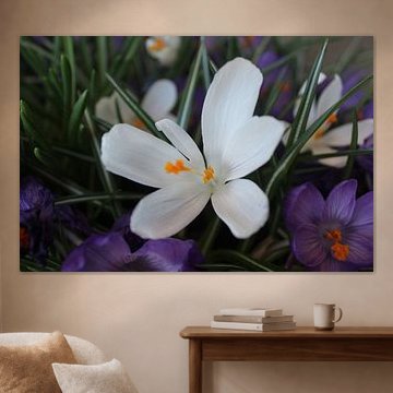 Mooie open gevouwen bloem.