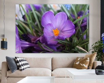 Purple flower.